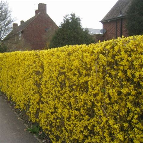 Pruning Forsythia And Things You Need To Know Mystargarden