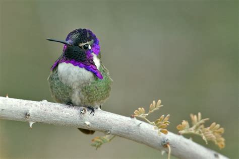 27 Common Hummingbird Species And Types Hummingbirds Plus