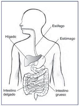 Sistema Digestivo Cuerpo Humano Aparato Digestivo Figuras Para Pintar