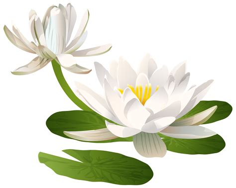Maybe you would like to learn more about one of these? Water lily water clipart 20 free Cliparts | Download ...