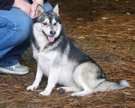 Miniature Husky: A Charming, Adorable Little Dog For All Families