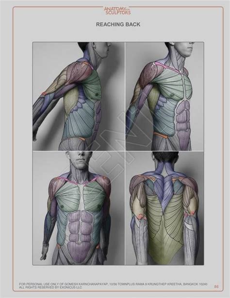 Human Anatomy Drawing Anatomy Study Body Anatomy Body Drawing