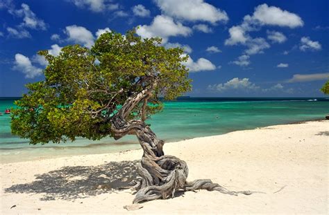 12 Best Beaches In Aruba With Map Planetware