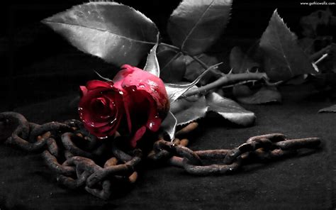 🔥 Download Black Rose Wallpaper Hd In Flowers Imageci By Jevans25 Black Rose Wallpapers