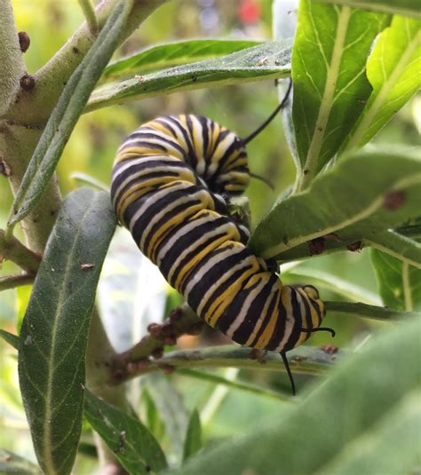 Birdcam On Cheltenham Monarch Caterpillar