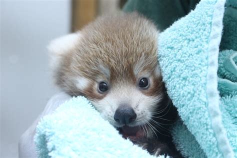 Adorable Red Panda Cubs Named Colchester Zoo