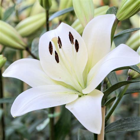 lily la hybrid richmond fragrant asiatic lily white asiatic lilium richmond easy to grow bulbs