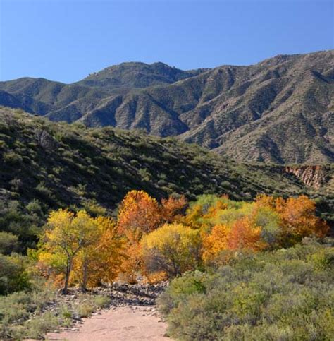 Fall Color In Arizonas Sonoran Desert Near Roosevelt Lake