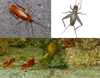 Rodent exterminator in ireland in. Irish Pest Control and Termite Service Surprise Arizona