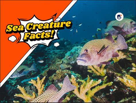 30 Sea Creature Facts The Wonders Of The Deepsea Creature