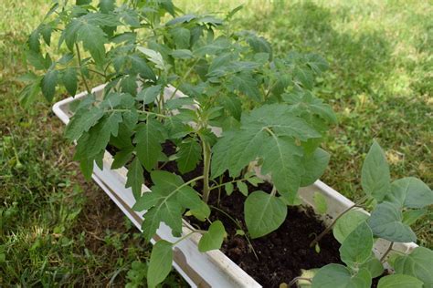 Tomatoes Resources To Identify Tomato Plants By Leaves