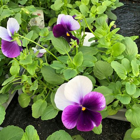 Pansy Beaconsfield 6 Pack Knights Garden Centres