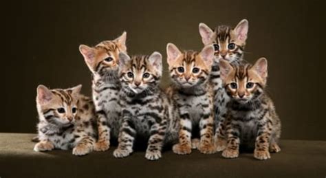 The Dummies Guide To Bengal Cats Cattify Your Life