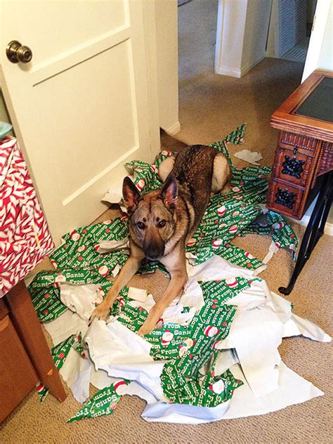 È quasi natale e, tra addobbi e pacchi regalo che girano per casa, se ne sarà cappottino e scarpe apposite contro il freddo sono d'obbligo, anche se faticherete un po' a far abiturare il vostro cane. Cani e gatti a Natale: gli auguri e le immagini più belle ...
