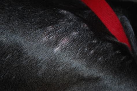 Hair Loss And Now Red Acne Like Bumps In Great Dane Health Forum