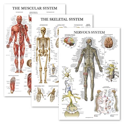 Pack Muscle Skeleton Nervous System Anatomy Poster Set