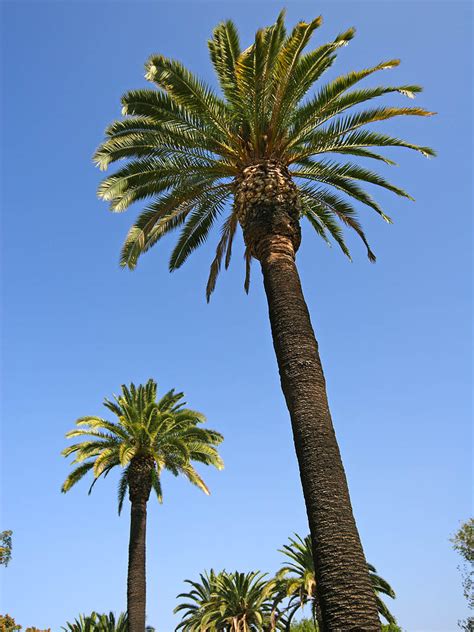 Or they are called petticoat palms (washingtonia robusta). Palm Tree Pictures ~ Hits All
