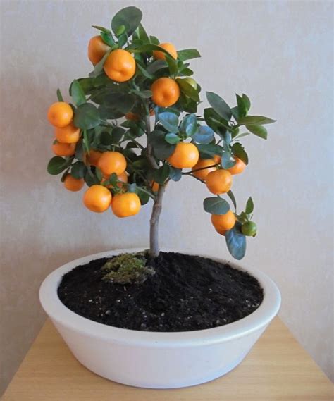 Maybe you would like to learn more about one of these? Mini manderijnen bonsai | Bonsai garden, Bonsai, Bonsai ...