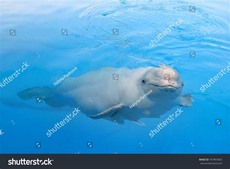 Beluga Whale Stock Photo 707897803 Shutterstock