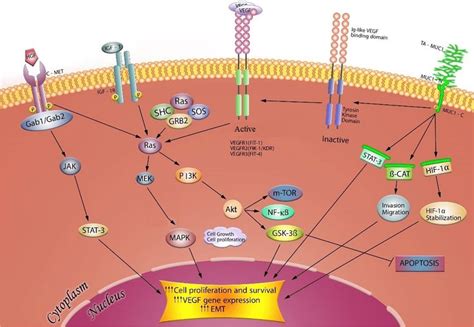 Vegf Signaling Pathways Involved In Angiogenesis And Its Crosstalk With
