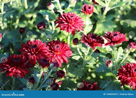 Beautiful Red Chrysanthemums In Garden Stock Image Image Of