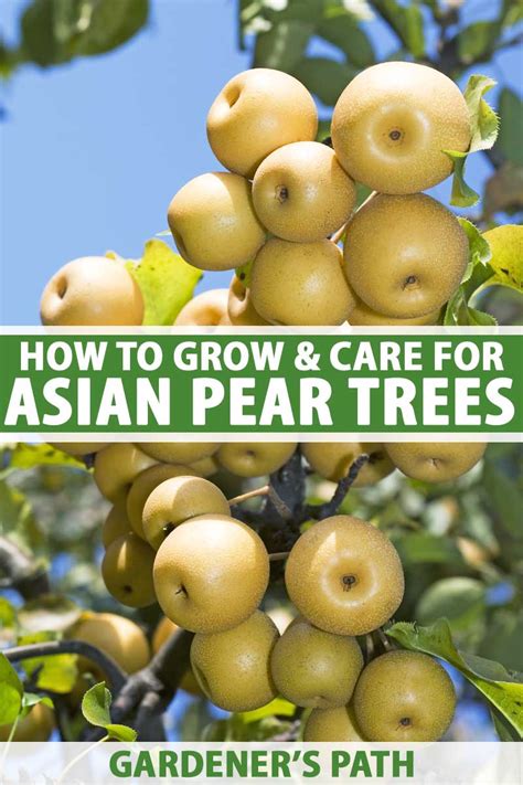 how to grow and care for asian pear trees gardener s path