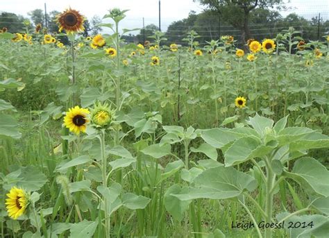 Photos On Friday Summer Of Sunflowers At Burnside Farms Things To