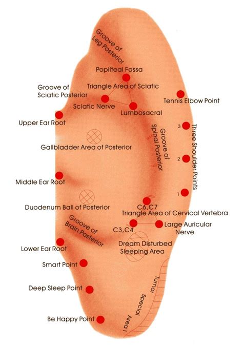 Acupressure Acupuncture Ear Reflexology