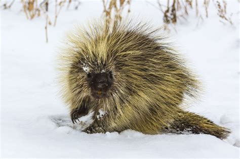 When Porcupines Live In Fear Blog Nature Pbs