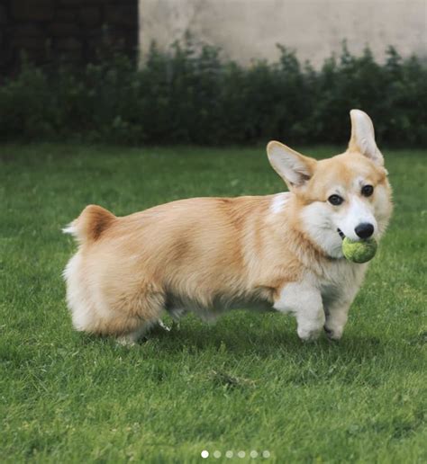 15 Facts About Corgis You Didnt Know Page 3 Of 3 Petpress