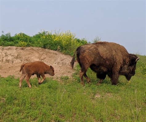 Bison Herd Expands At Wildlife Safari Park Zooborns