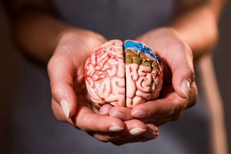 Otak kanan diidentikkan tentang kreativitas, persamaan perbedaan teori fungsi otak kanan dan otak kiri telah populer sejak tahun 1960. Mengenal Bagian Otak dan Fungsinya Bagi Tubuh - Alodokter