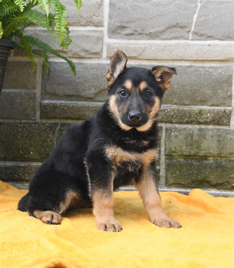 Winchester German Shepherd Puppy For Sale In Peach Bottom Pa