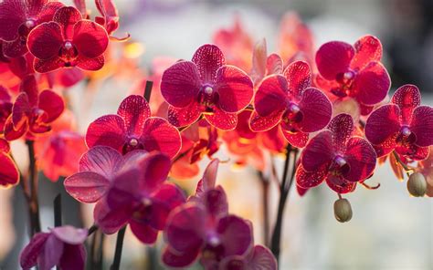 World s top 100 beautiful flowers wallpaper s. Orchid Flower image HD Wallpaper Stock Photos Free Download