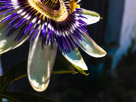 Discovery Unravels Darwin’s “Abominable Mystery” Surrounding Origin of