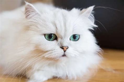 Discovering The Unique Characteristics Of Persian Cat Breeds