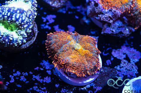 Orange Rhodactis Mushroom Queen City Corals