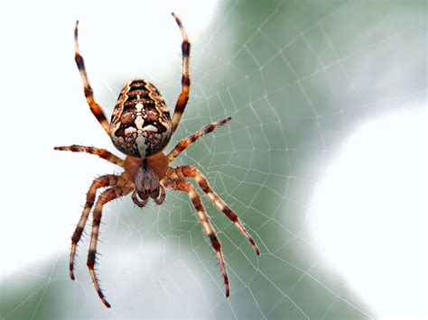 Aranha Em Casa Significa