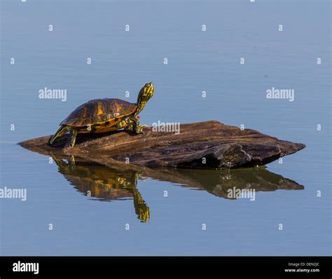Alabama Red Bellied Turtle Stock Photo Alamy