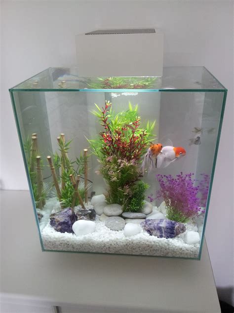 I Decided My Fish Could Do With A More Modern Des Res So I Brought