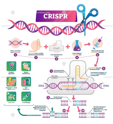 Crispr Procedure Vector Illustration Infographic Diagram Biology Units