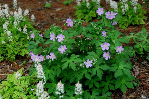 How To Grow Wild Geranium Tips From The Experts Hgtv