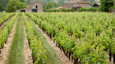 Visit Bordeaux Wine Region Best Of Bordeaux Wine Region Nouvelle Aquitaine Travel 2023