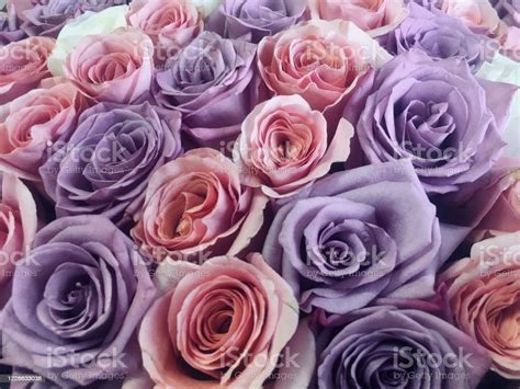 Pastel Shade Roses Roses Bouquet Bunch Of Pastel Colored Rose Flowers