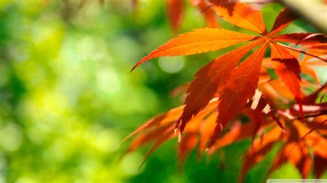 Download Orange Fall Leaves Against A Green Background