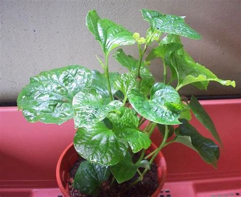 Daun selom dan sambung nyawa. Jualan Benih Tanaman Semua Menjadi: Pokok Kaduk untuk diJUAL
