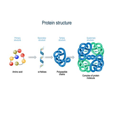 Protein The Johns Hopkins Patient Guide To Diabetes