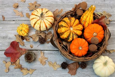 Fall Harvest 5 Free Stock Photo Public Domain Pictures
