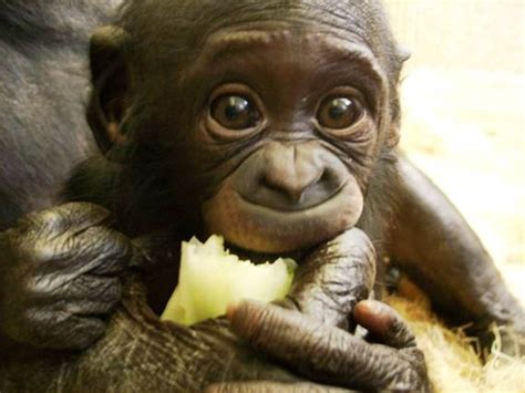 Bläddra bland 110 baby bonobo bildbanksfoton och bilder, eller påbörja en ny sökning för att utforska fler. Bonobo Baby Face! - Animal Fact Guide