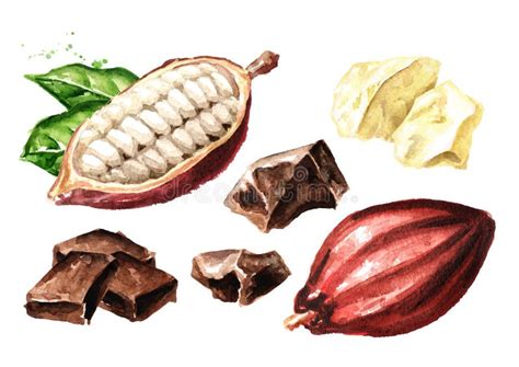 Cocoa Pods On The Branch Superfood Watercolor Hand Drawn Illustration